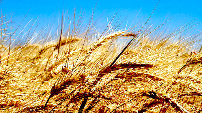 Click to enlarge wheat field