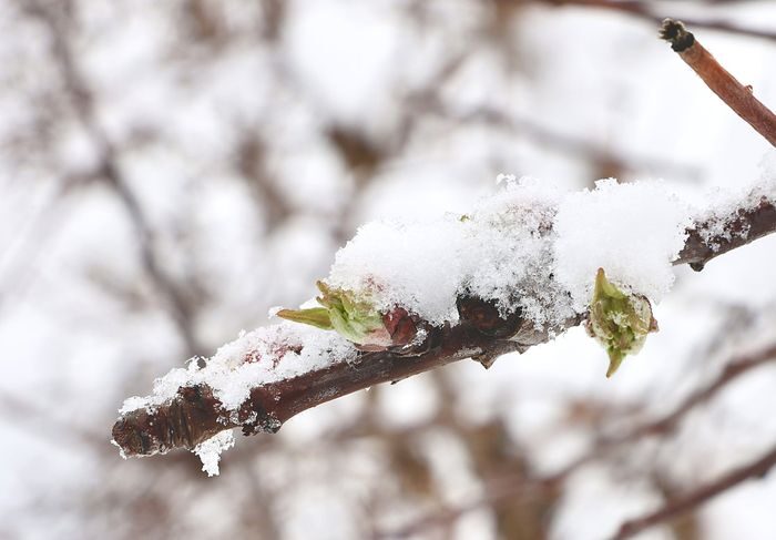 Snow and ice cover Apple Blossom bud at Beak & Skiff Apple Orchards Tuesday, April 19, 2022.