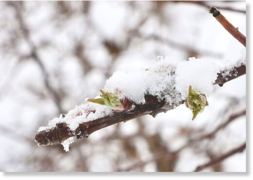 Snow and ice cover Apple Blossom bud at Beak & Skiff Apple Orchards Tuesday, April 19, 2022.