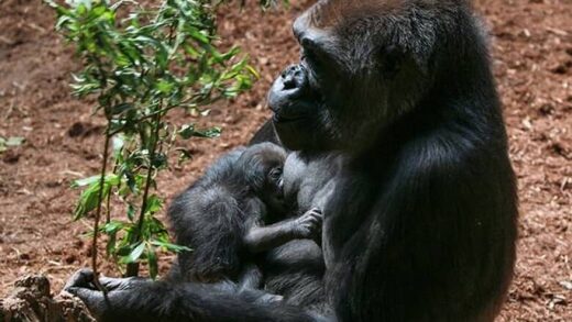 Click to enlarge Toronto Zoo gorilla