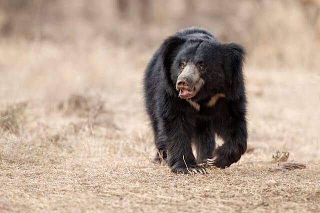 Sloth bear