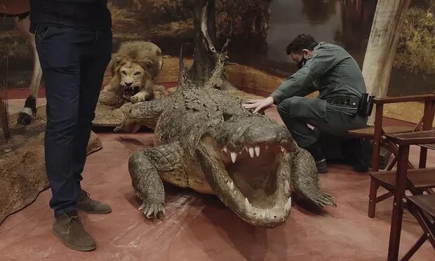 taxidermy