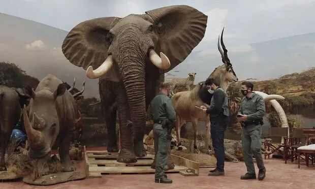 Click to enlarge taxidermy