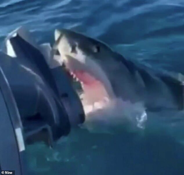 Click to enlarge David Tuckfield was out on the water off the coast of Mandurah south of Perth last Friday with his wife Kunya and 14-year-old son when they spotted the shark lurking beneath the surface