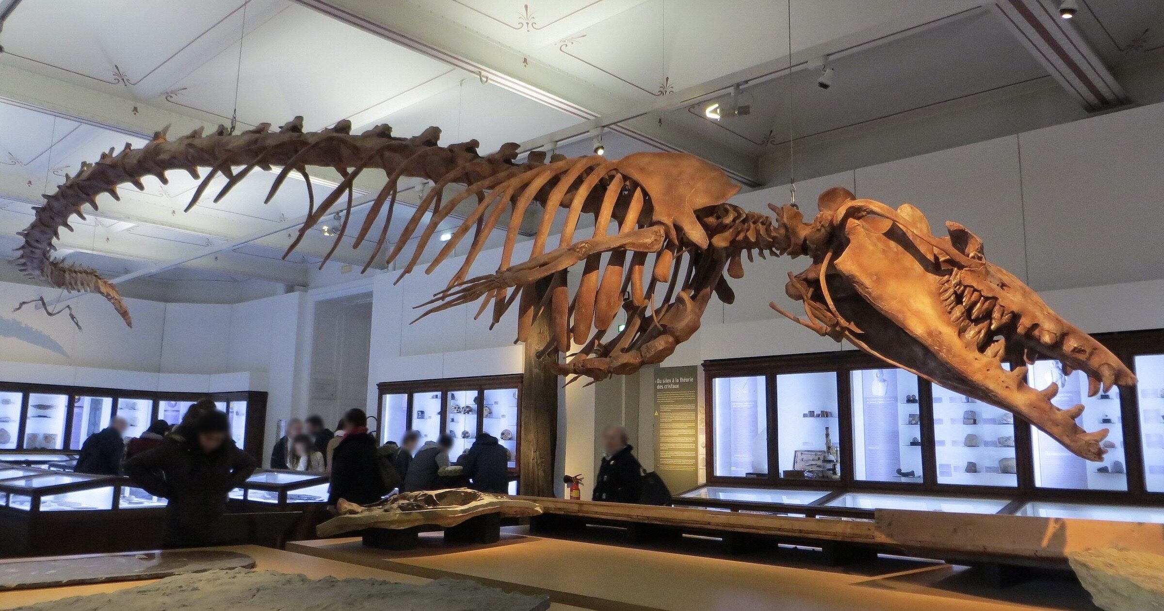 Basilosaurus fossil museum display