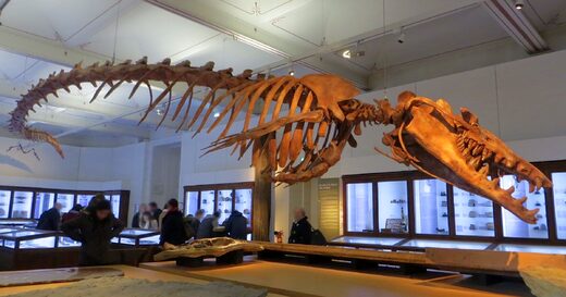 Basilosaurus fossil museum display