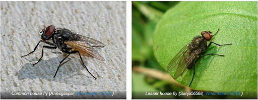 species pairs evolution house flies