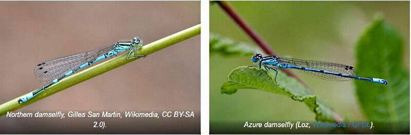 Click to enlarge damsel flies