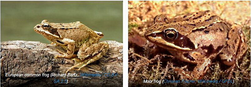 Click to enlarge European common frog and Moor frog