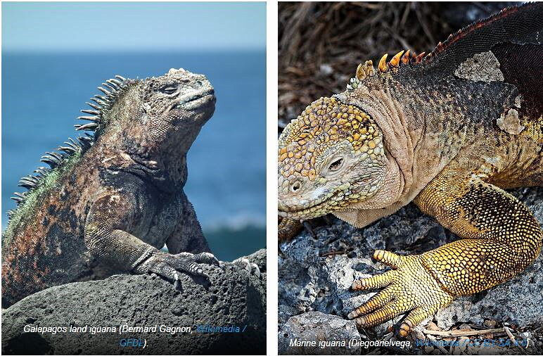 Galapagos land iguana and Marine iguana