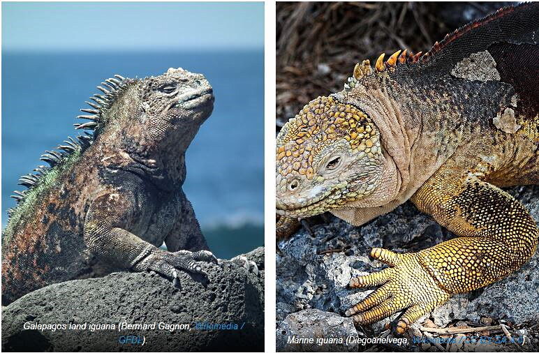 Click to enlarge Galapagos land iguana and Marine iguana