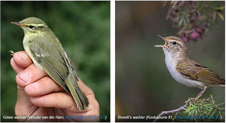 Click to enlarge Green warbler and Bonelli's warbler birds species pairs