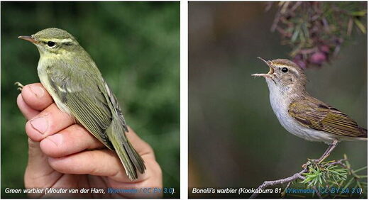 Green warbler and Bonelli's warbler birds species pairs