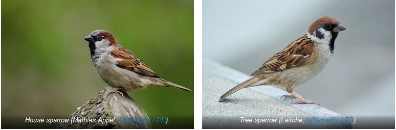 House sparrow and Tree sparrow  species pairs