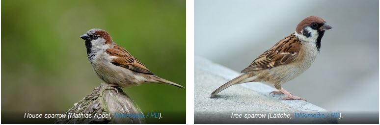 Click to enlarge House sparrow and Tree sparrow species pairs