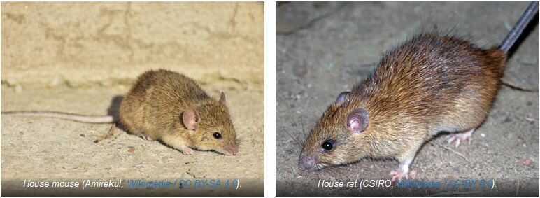 Click to enlarge House mouse and House rat species pairs