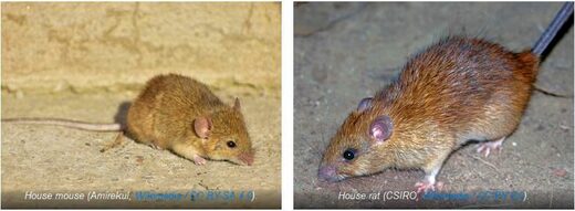 House mouse and House rat species pairs