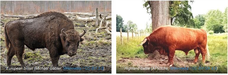 Click to enlarge European bison and Highland cattle species pairs