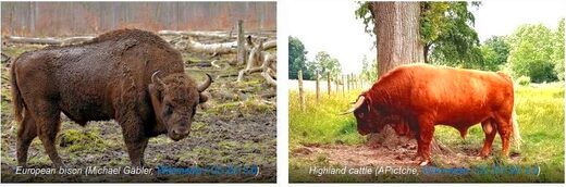 European bison and Highland cattle  species pairs