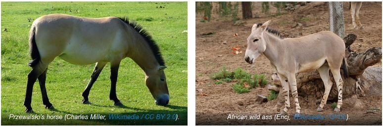 Przewalski's horse and African wild ass  species pairs