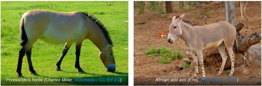 Przewalski's horse and African wild ass  species pairs