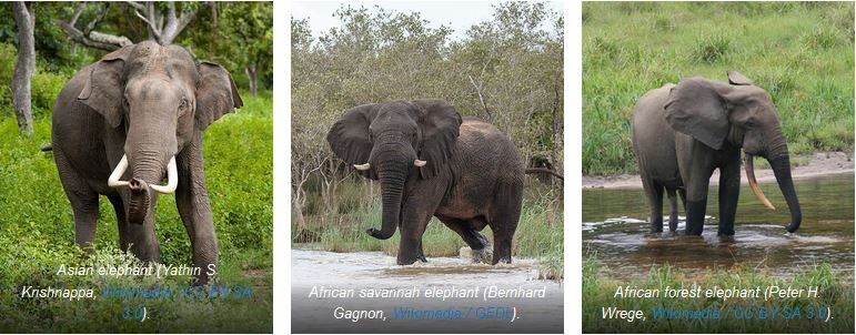 Click to enlarge Asian elephant, African savannah elephant and African forest elephant species pairs