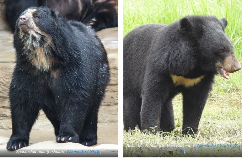 Click to enlarge Spectacled bear and Asian black bear species pairs