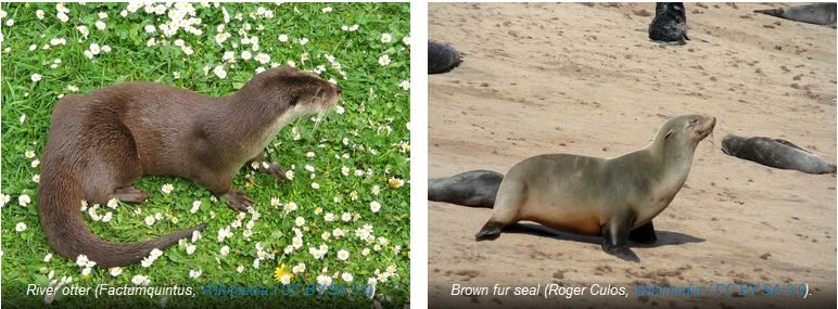 Click to enlarge River otter and Brown fur seal species pairs