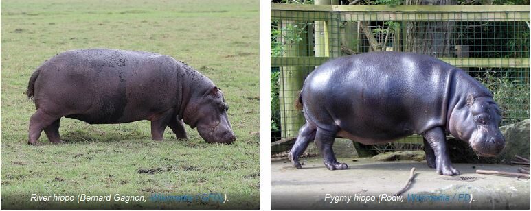 Click to enlarge River hippo and Pygmy hippo species pairs