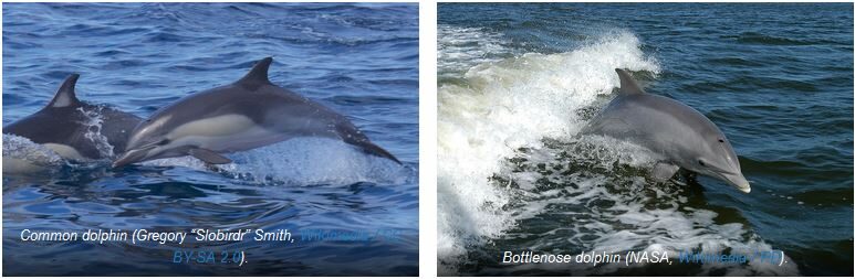 Click to enlarge Common dolphin and Bottlenose dolphin species pairs