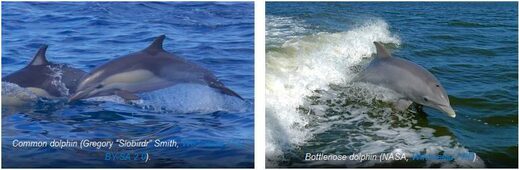 Common dolphin and Bottlenose dolphin species pairs