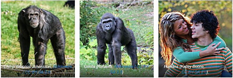 Click to enlarge Chimp, Gorilla and Humans species pairs