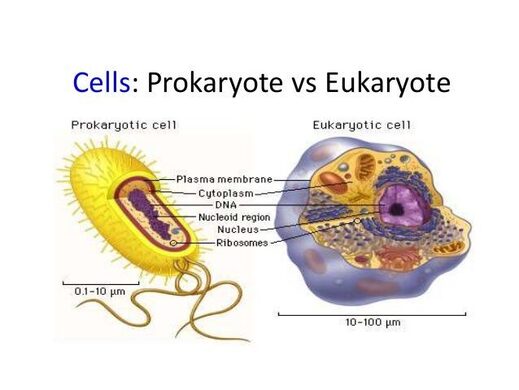 prokaryote eukayotes