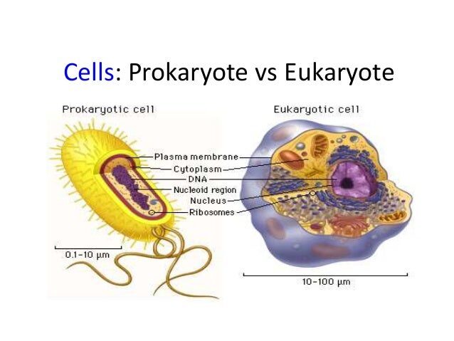 Click to enlarge prokaryote eukayotes