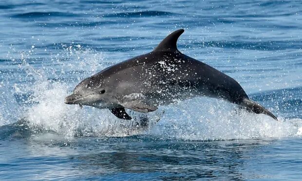 Click to enlarge dolphin