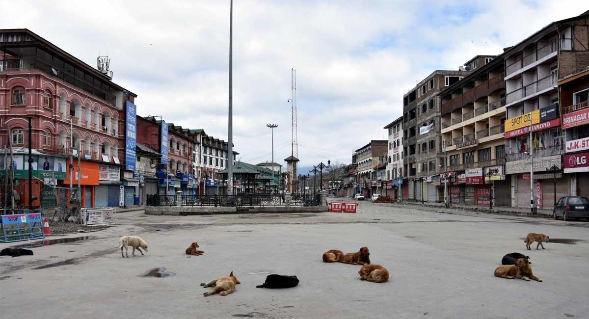 Click to enlarge dogs