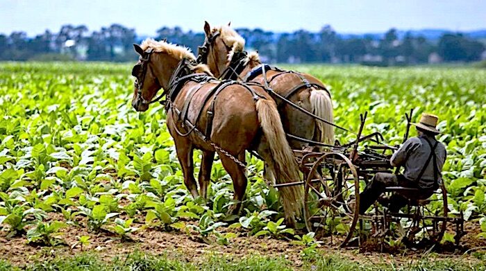 Click to enlarge Farmer Horses