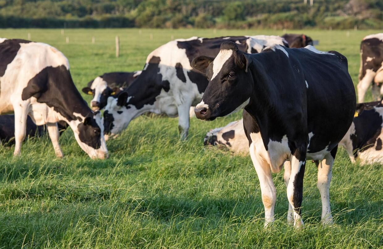 dairy cows grazing