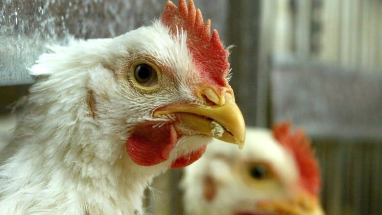 Click to enlarge bird flu