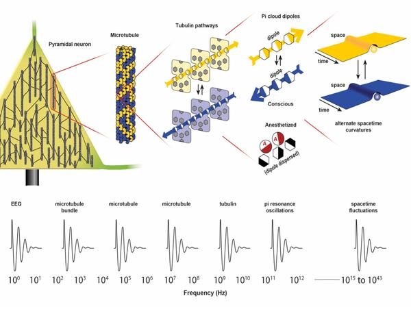 Click to enlarge scale-invariant hierarchy