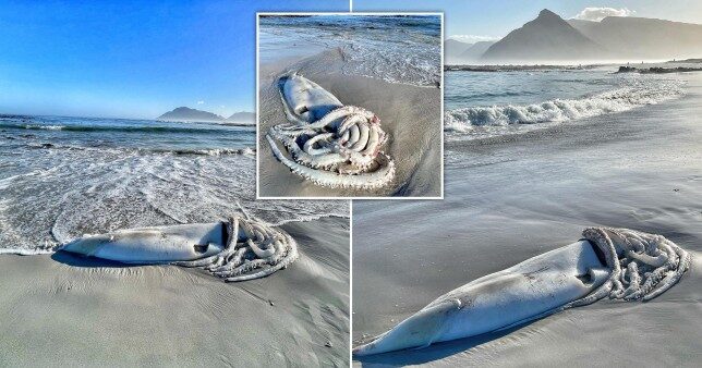 The dead squid washed on the shoreline in Kommetjie, near Cape Town in South Africa