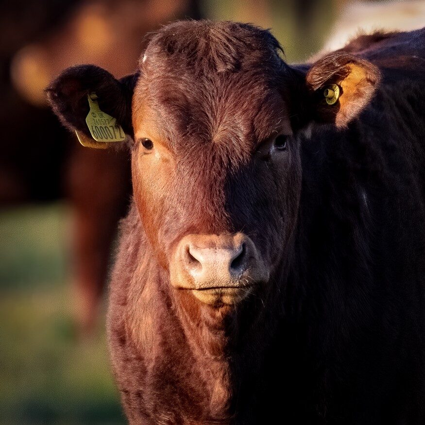 Click to enlarge big brown cow