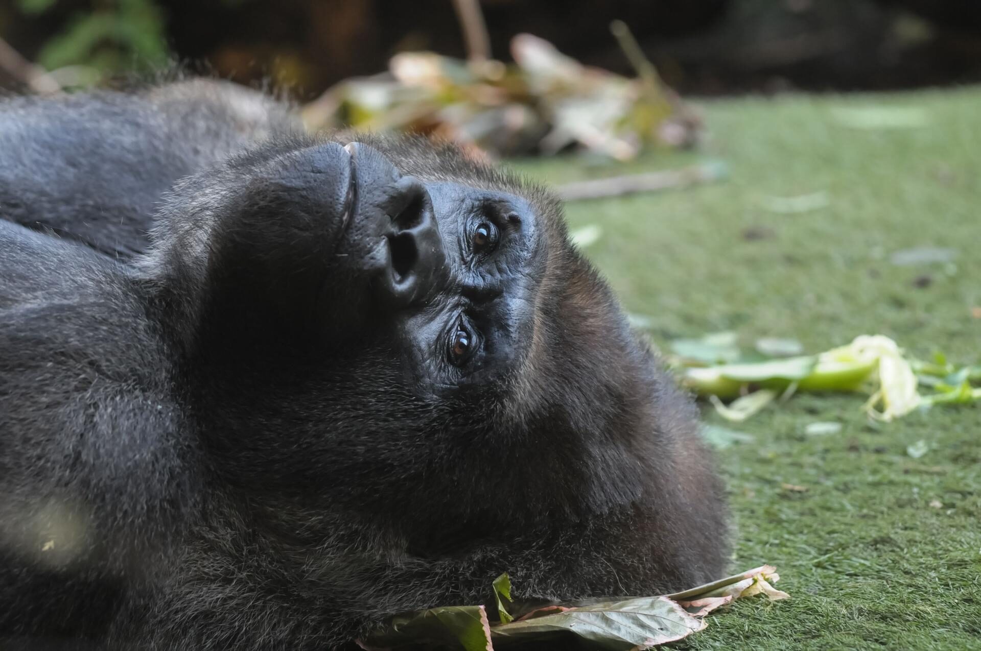 Gorilla