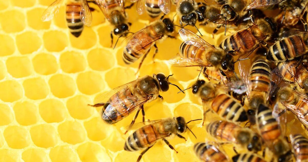 bees