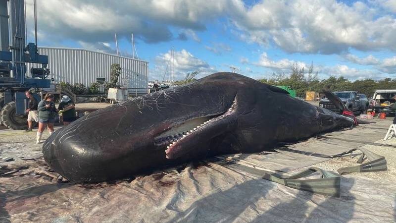A 47-foot male sperm whale died off Mud Key in the Florida Keys on Tuesday.