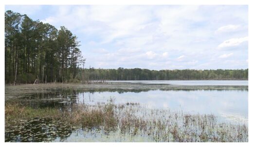 White Pond