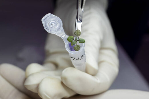 Click to enlarge plant grows moon soil