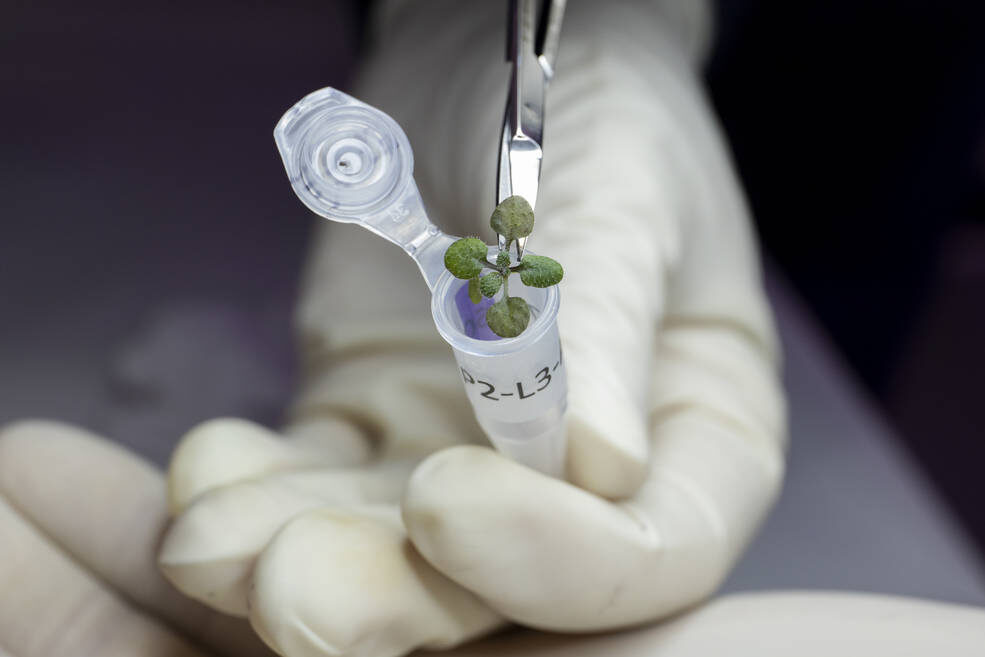 plant grows moon soil