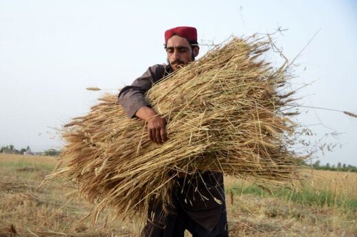 Click to enlarge wheat Afghanistan