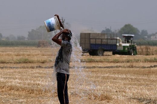 Click to enlarge farmer India wheat